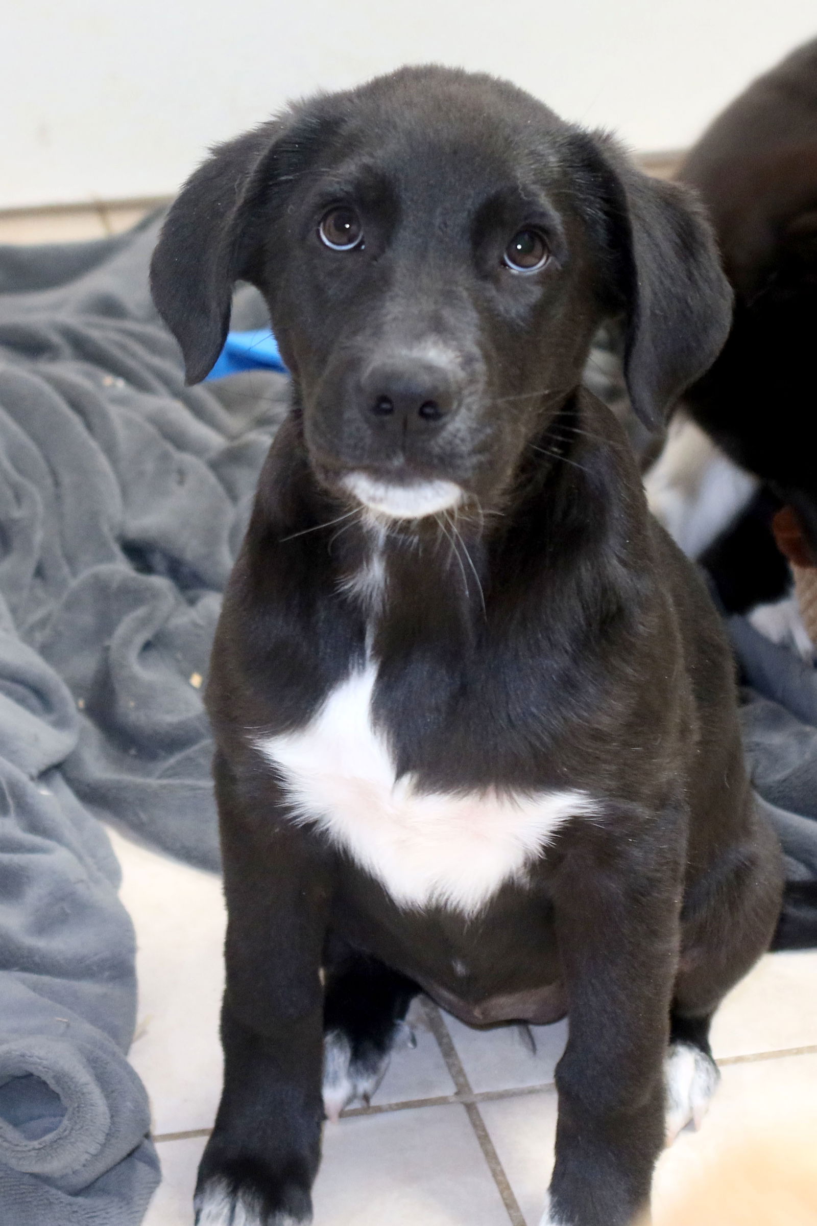 Dog for Adoption - Marcy, a Labrador Retriever in Branson, MO | Alpha Paw