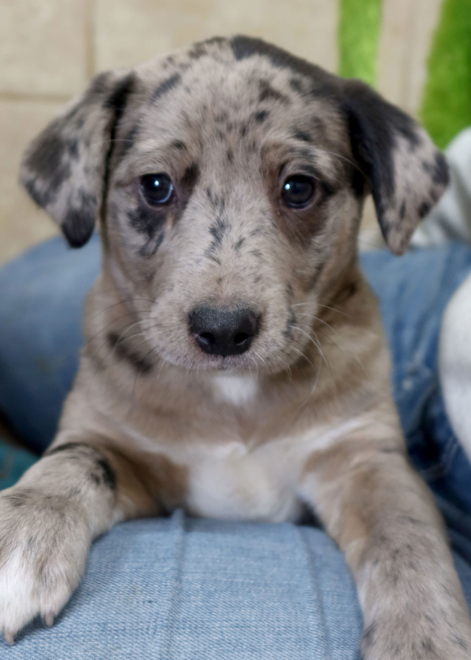 Dog for Adoption - Heidi, a Australian Shepherd in Branson, MO | Alpha Paw