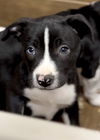 Scout