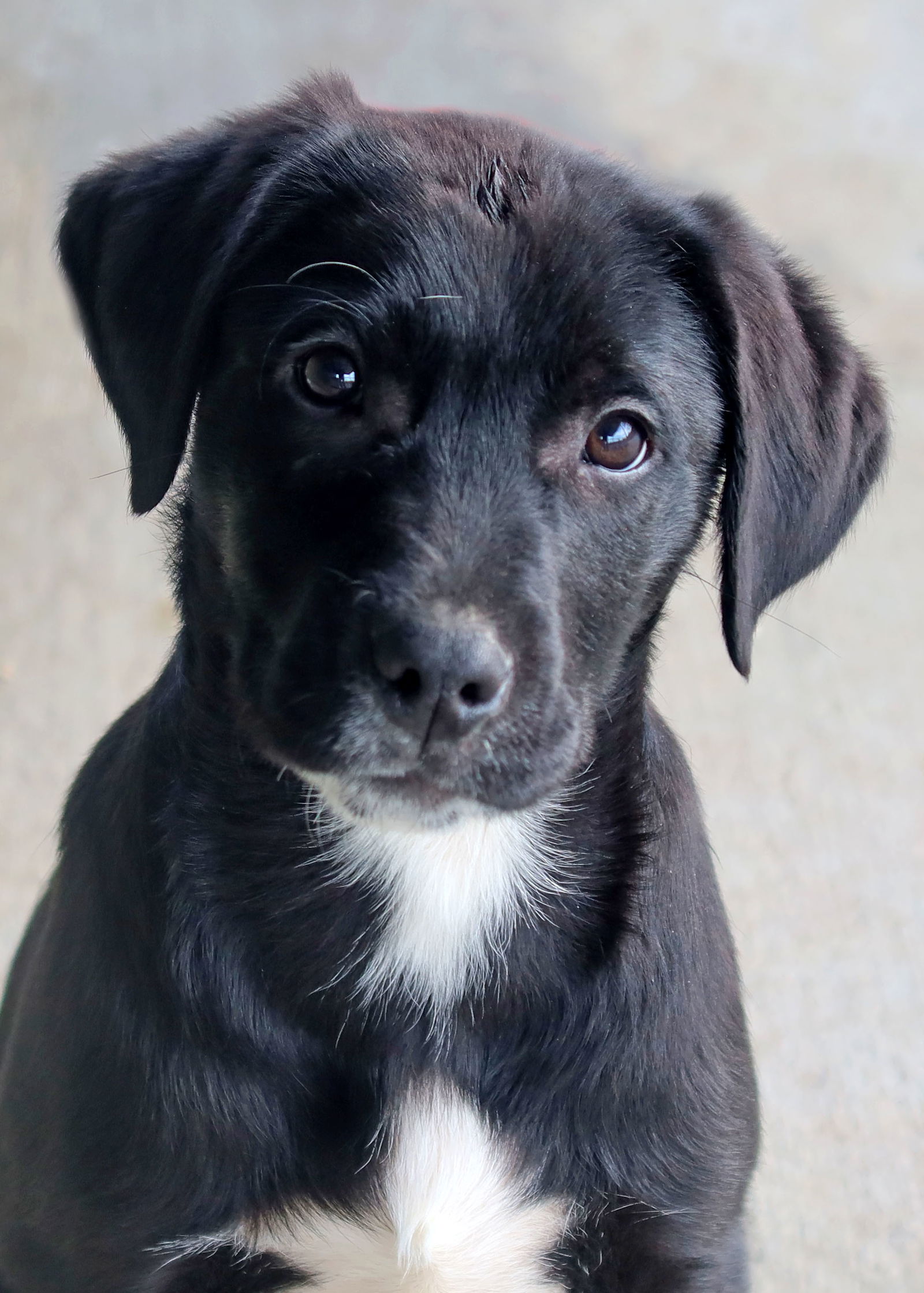 Dog for Adoption - Libby, a Labrador Retriever in Bull Shoals, AR ...