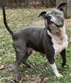 adoptable Dog in  named Pibbles