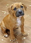 Woodrow