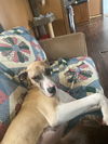Rocco