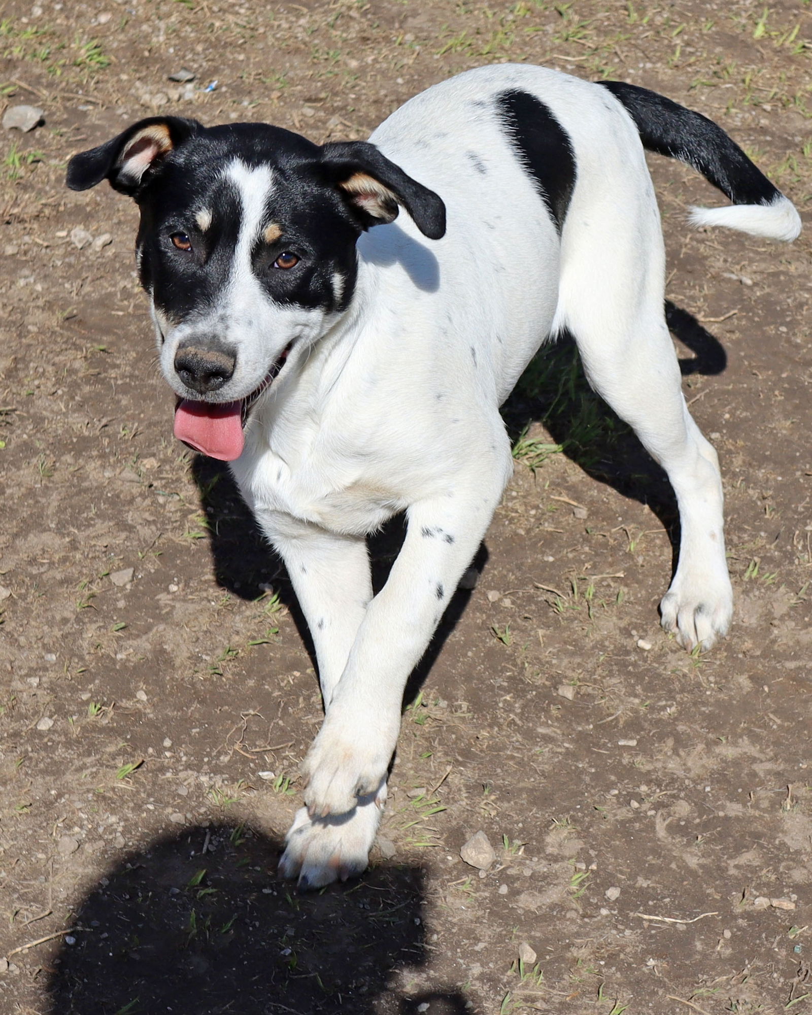 adoptable Dog in Green Forest, AR named Titch