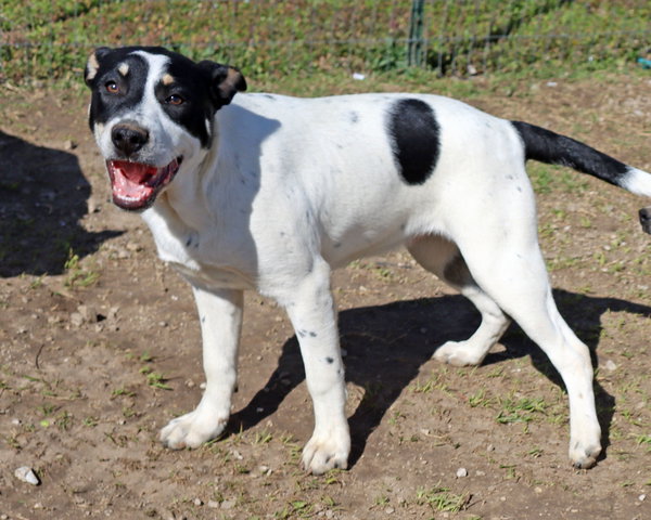 Titch