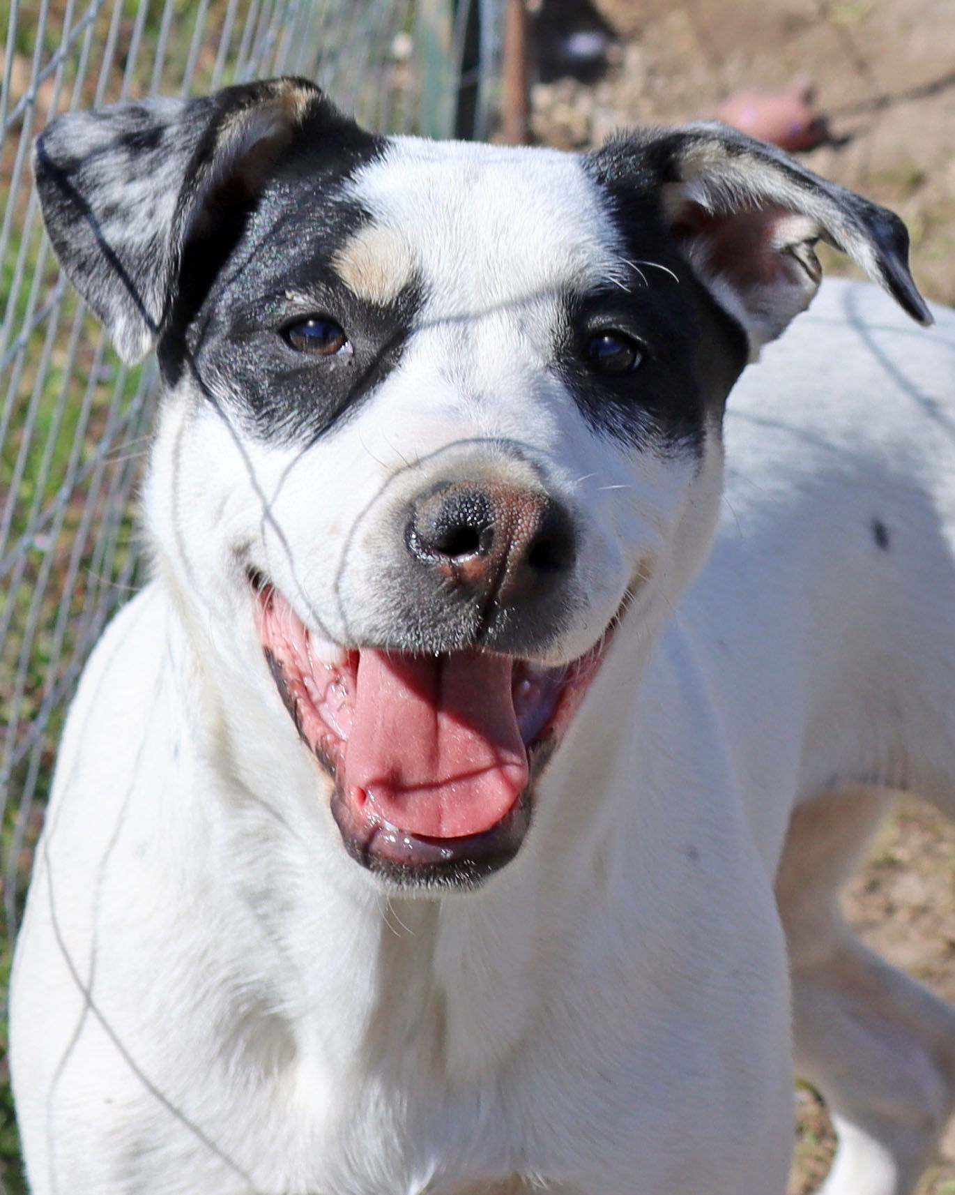 adoptable Dog in Green Forest, AR named Twinky