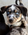 Charlie