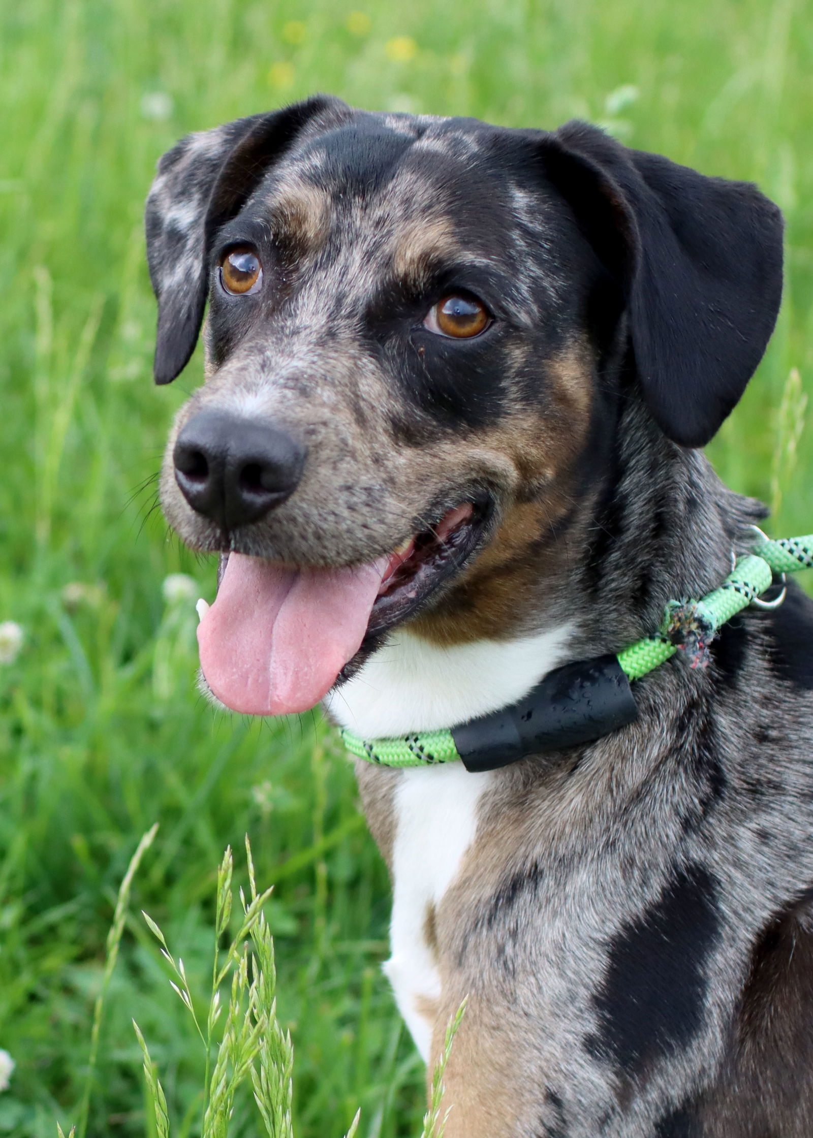 Dog For Adoption - Maggie, A Catahoula Leopard Dog In Shell Knob, Mo 