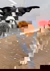 Evan