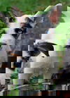 Keke
