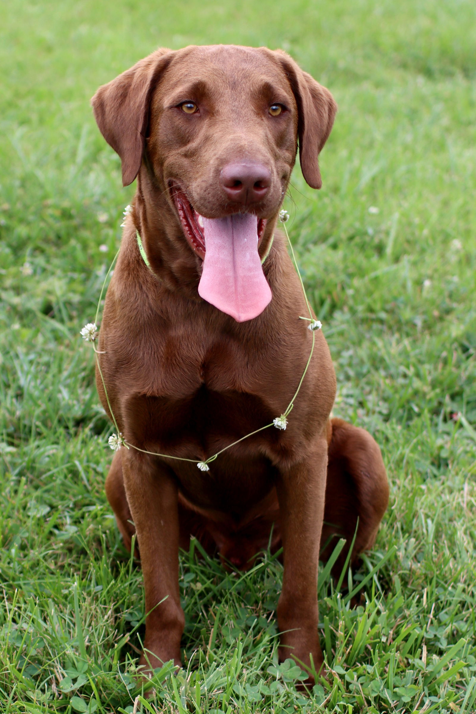 Dog for Adoption - Trooper, a Chocolate Labrador Retriever in Little