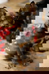 Lazzo