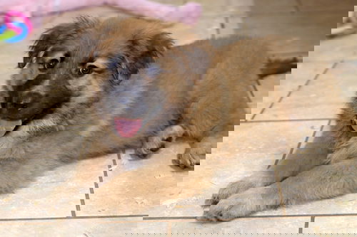 Zev