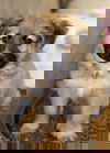 Zev