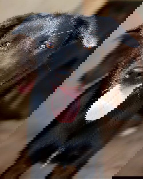 Delta