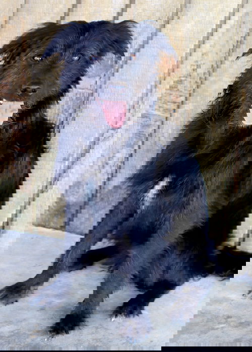 Dash
