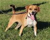 adoptable Dog in green forest, AR named BAYLEY