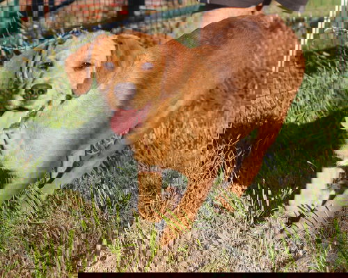Humperdinkle
