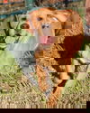 Humperdinkle