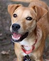 adoptable Dog in , AR named Scooby