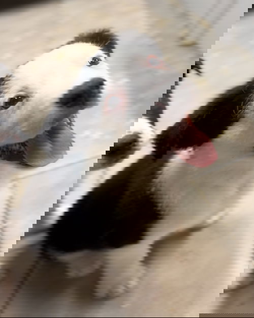 Chase