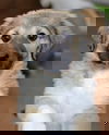 Meeka