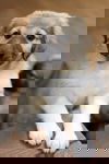 Meeka