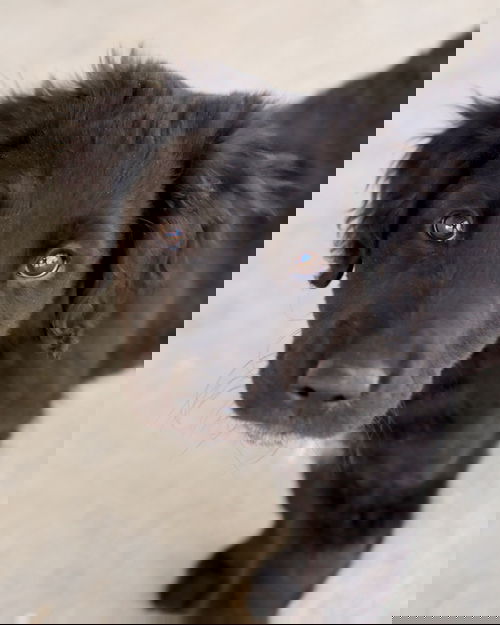 Rex