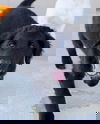 Rex