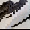 Rex