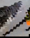 Rex