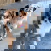 Bella and Bandit