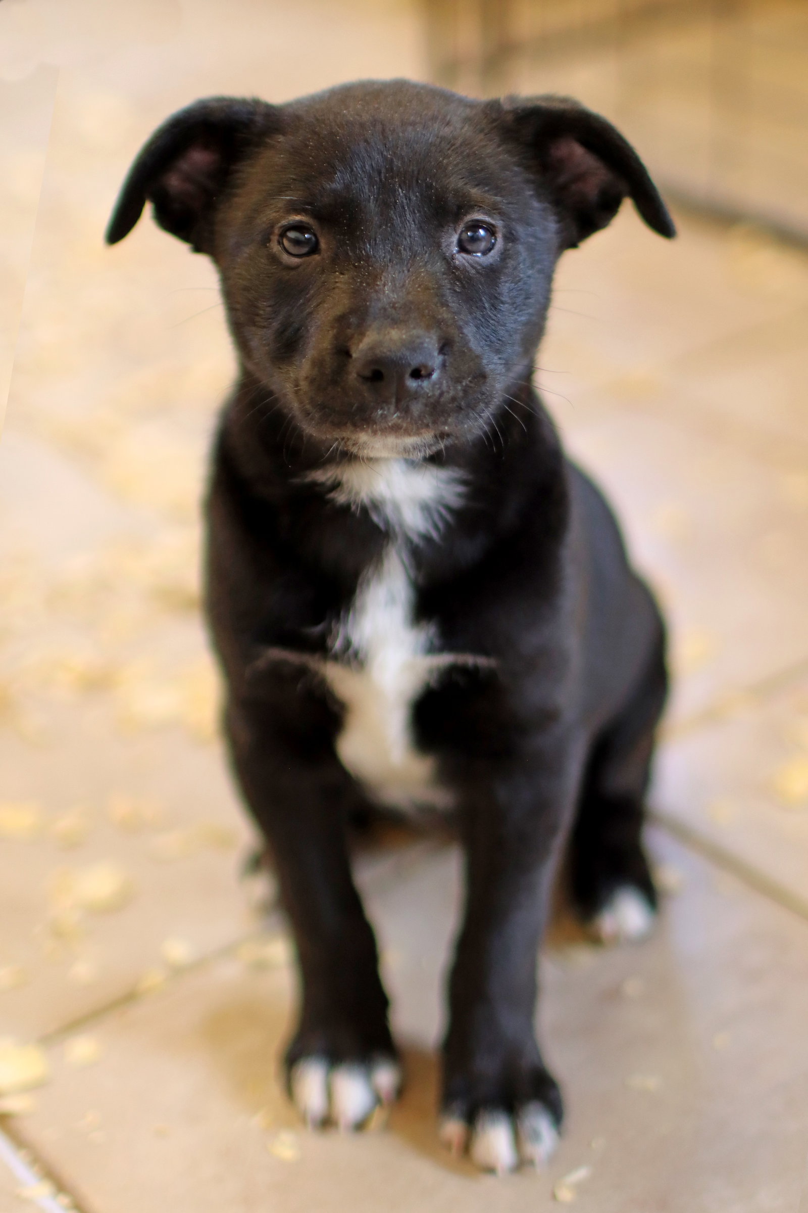 Dog for Adoption Polly Pockets, a Labrador Retriever in Madison
