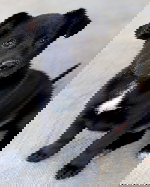 Zippity