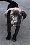 adoptable Dog in , AR named Reggie