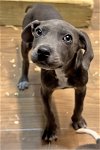 adoptable Dog in , AR named Rigby
