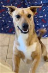 adoptable Dog in green forest, AR named Asher