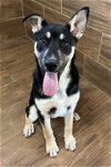 adoptable Dog in green forest, AR named Journey