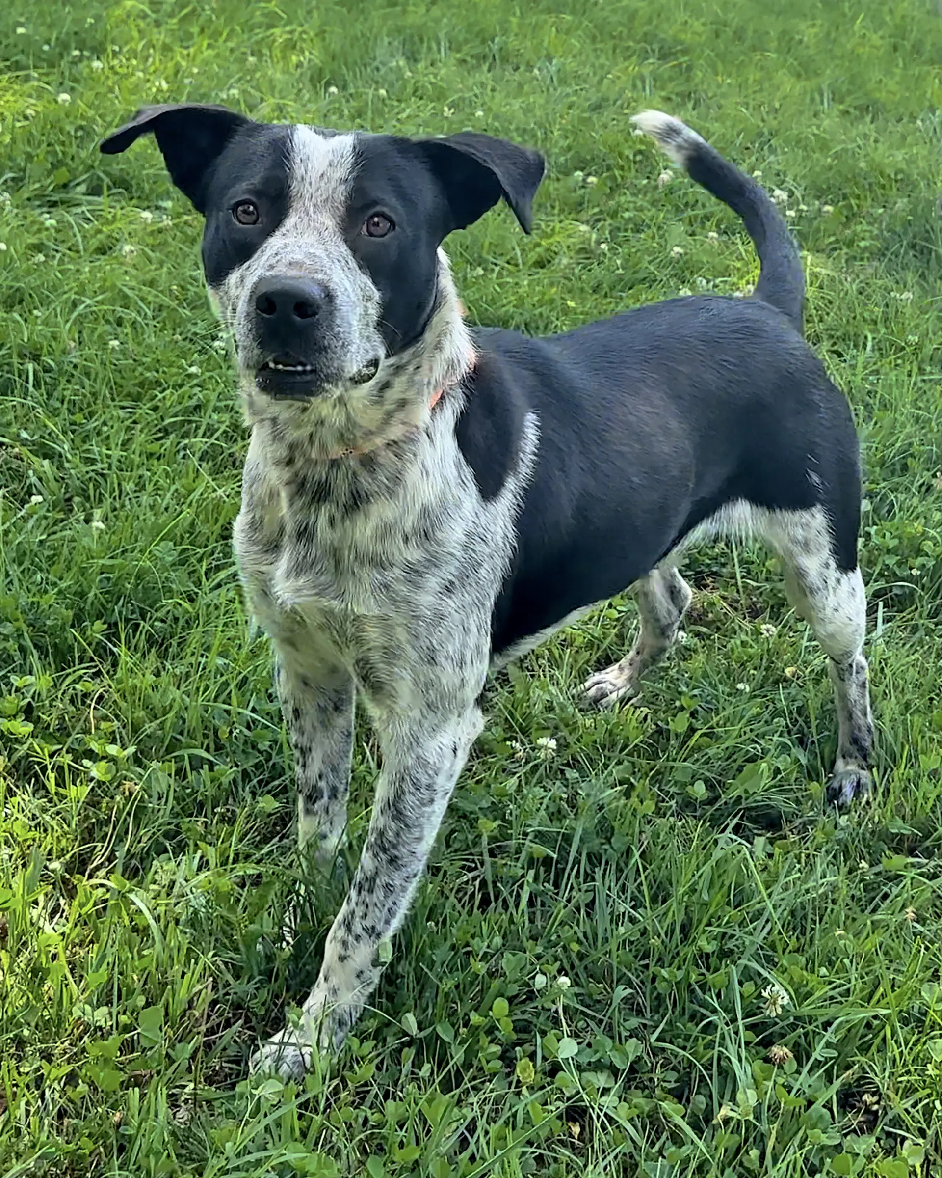 Buck - Labrador Retriever