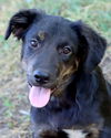 adoptable Dog in , AR named Tera