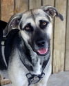 adoptable Dog in , AR named Carma