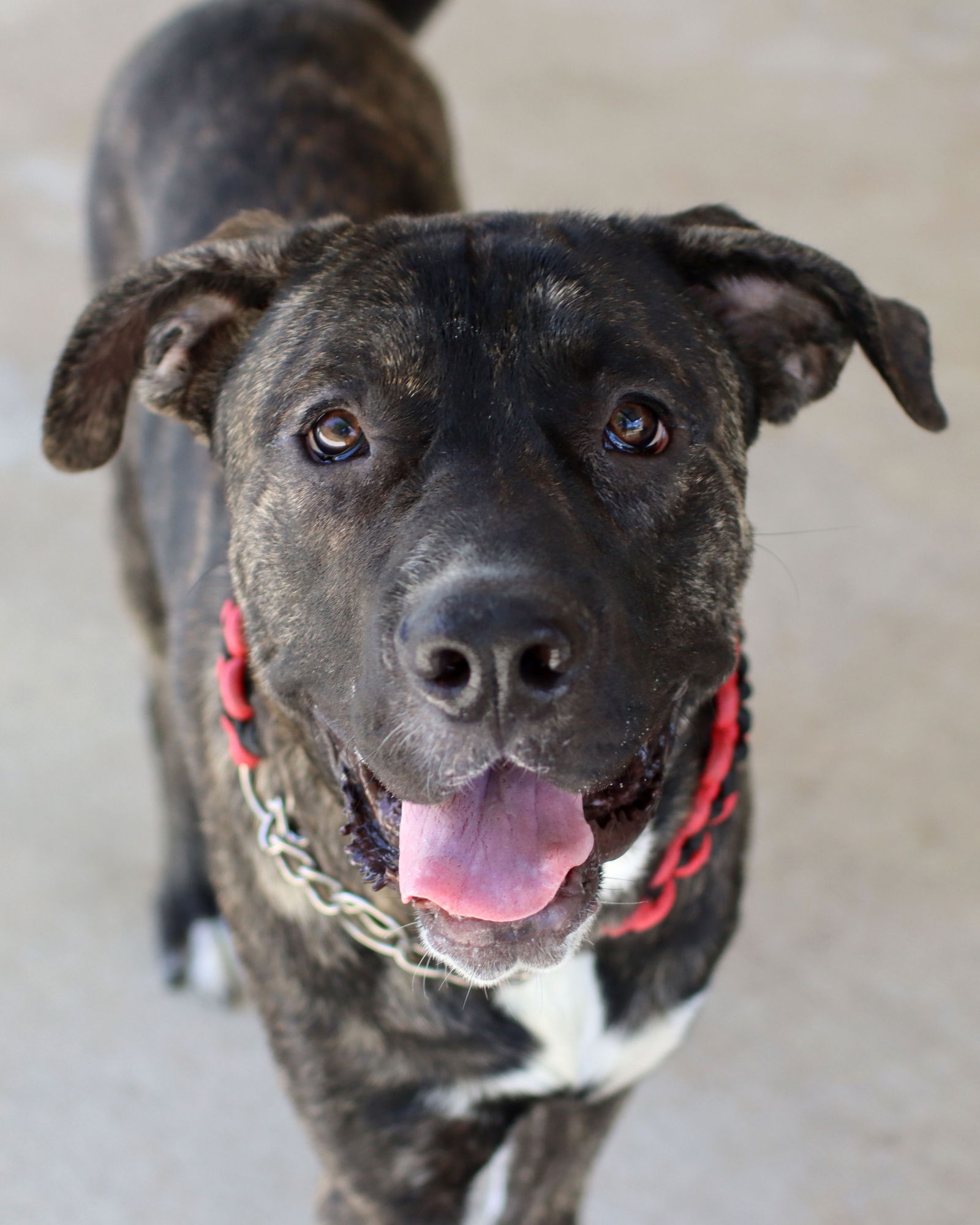 adoptable Dog in Green Forest, AR named Bruno