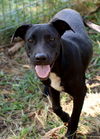 adoptable Dog in  named Misty