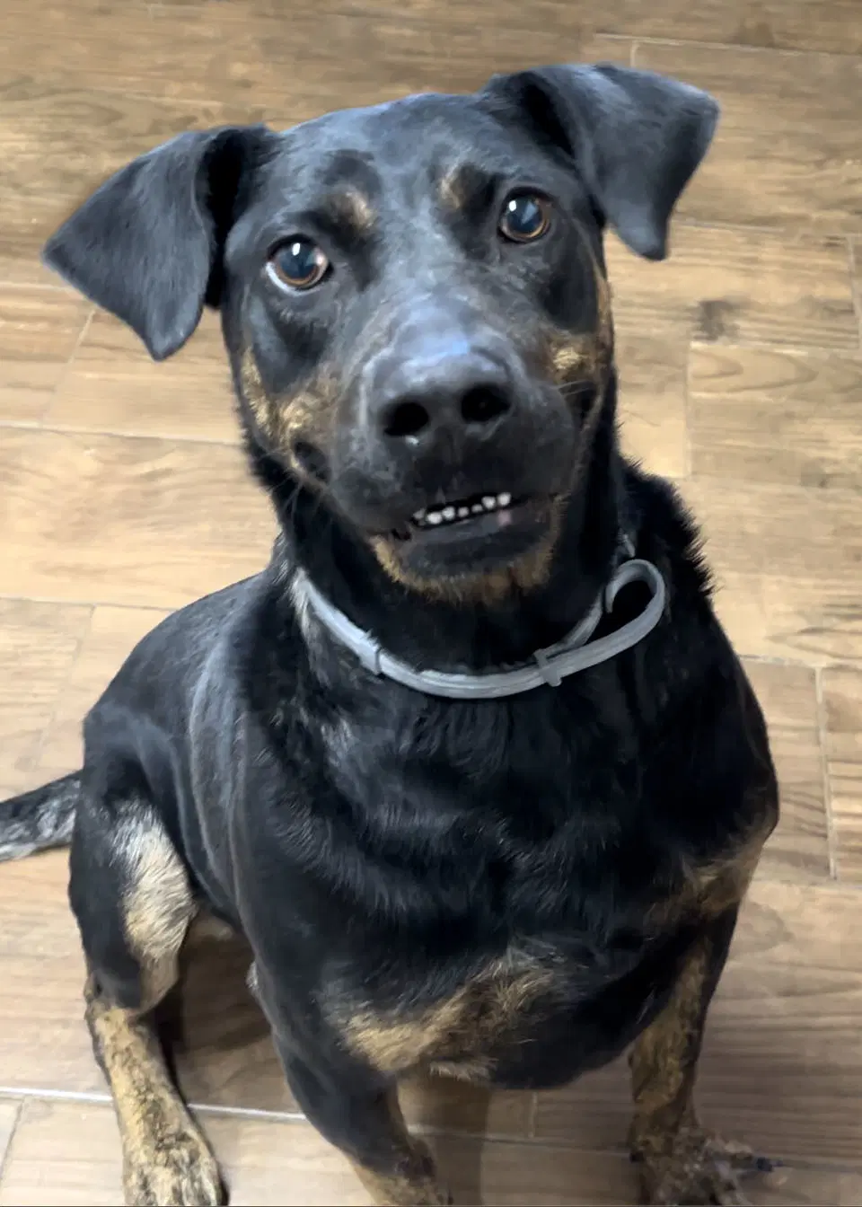Dennis - Rottweiler