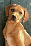 Sadie
