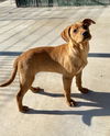 Sadie