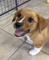 Scout