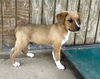 Scout
