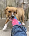 Scout