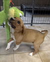 Scout